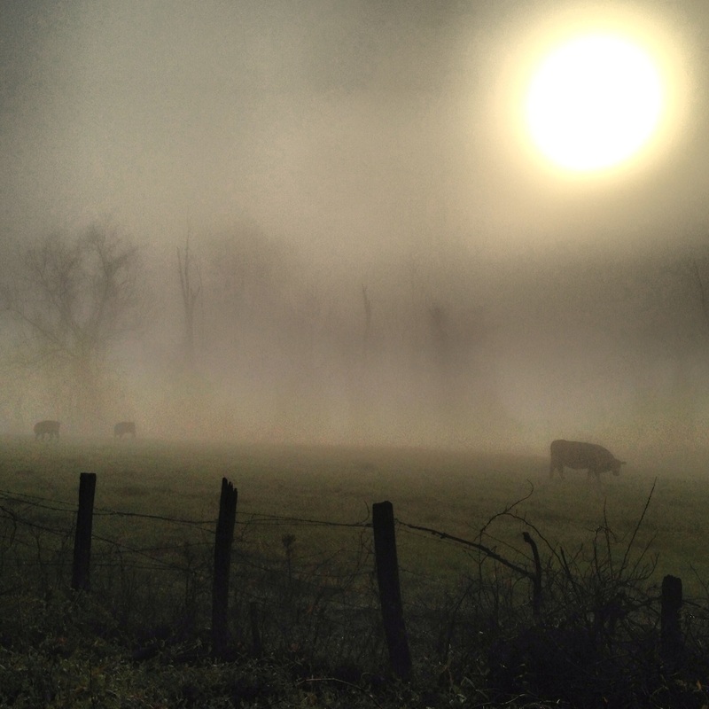 Cows in the fog. Blue Ridge Mountains, Asheville, NC. Julia Soplop/Calm Cradle Photo & Design