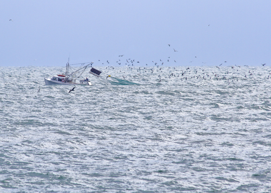 Fishing boat followed by birds. Carolina Beach, North Carolina. By Calm Cradle Photo & Design