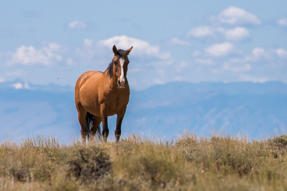 Wild horse photography prints and canvases now available for order. Outer Banks, NC. Pryor Mountains of Wyoming and Montana. By Julia Soplop of Calm Cradle Photo & Design