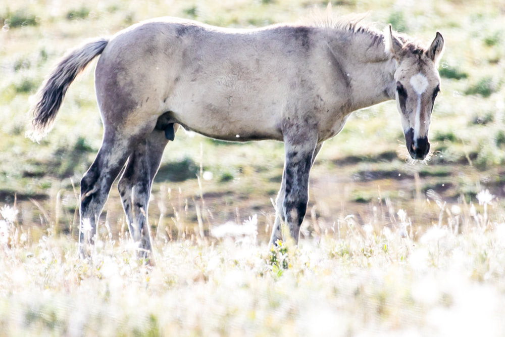 Wild horse photography prints and canvases now available for order. Outer Banks, NC. Pryor Mountains of Wyoming and Montana. By Julia Soplop of Calm Cradle Photo & Design