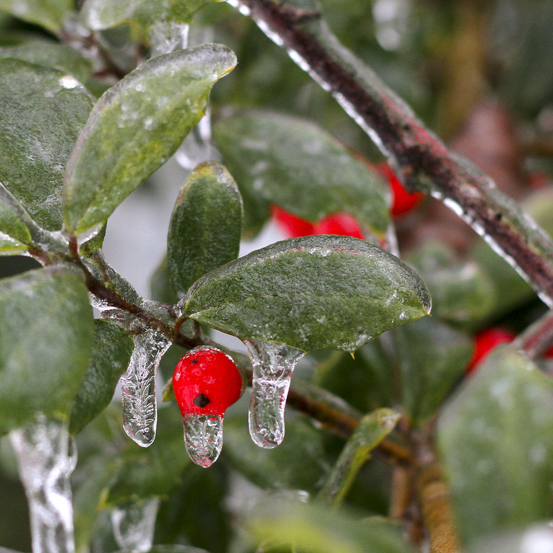 Holly berries covered in ice. Winter storm. By Calm Cradle Photo & Design. #ice #berries #holly #red