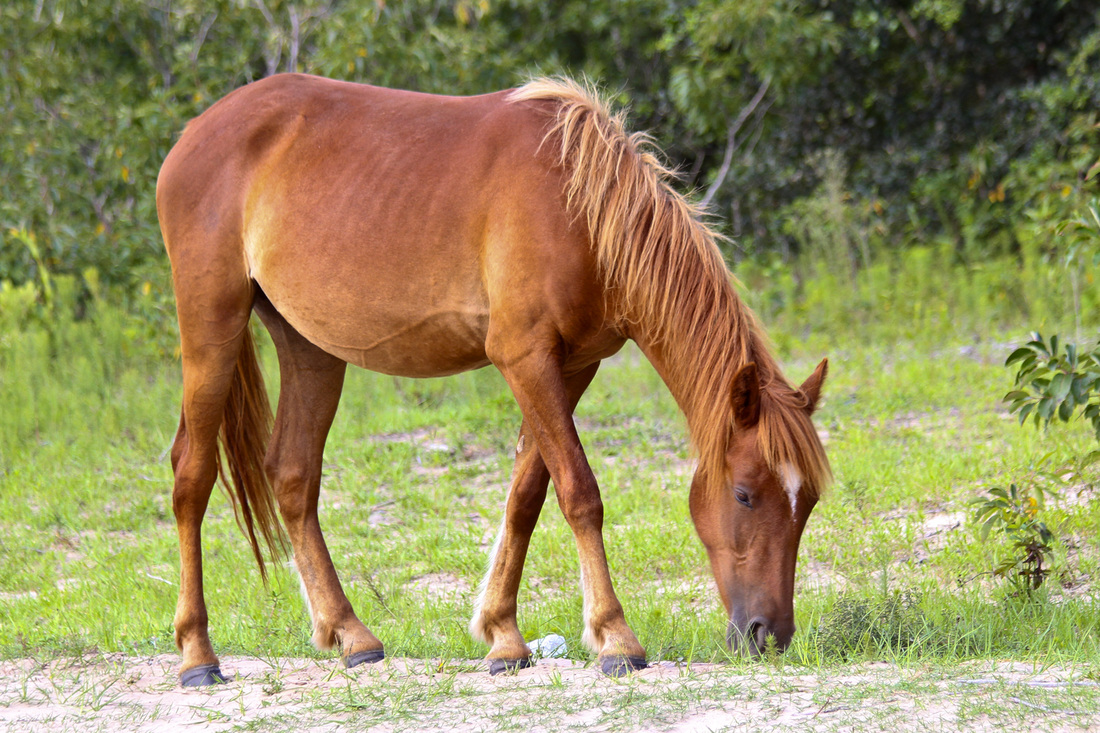 Wild Spanish mustang (horse). Corolla, Curritick Banks, Outer Banks, North Carolina (NC). By Calm Cradle Photo & Design