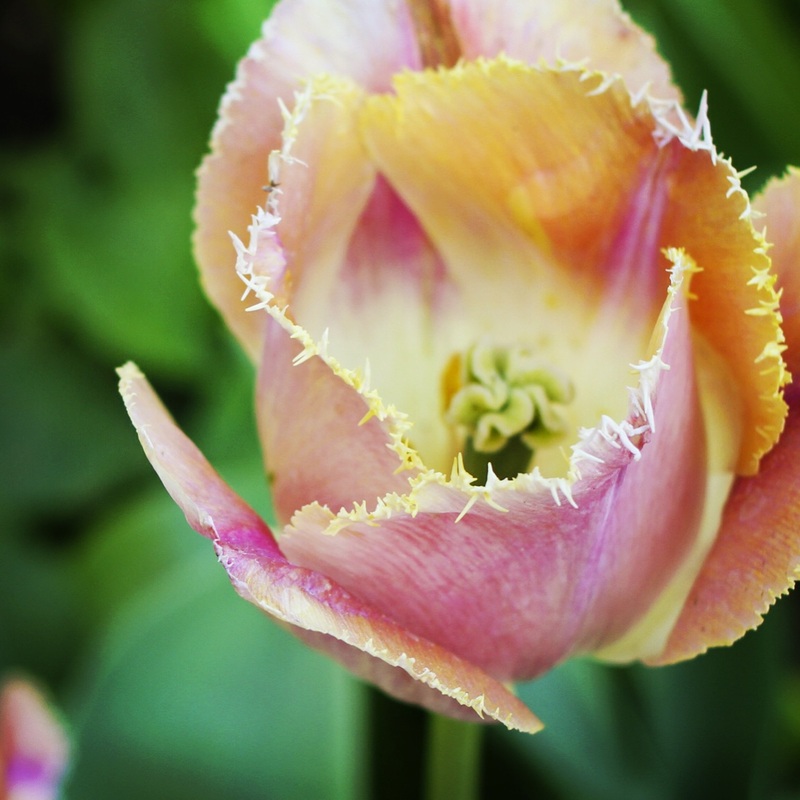 Fringed tulip (pink and yellow). Sarah P. Duke Gardens. Durham, NC. Photo by Calm Cradle Photo & Design