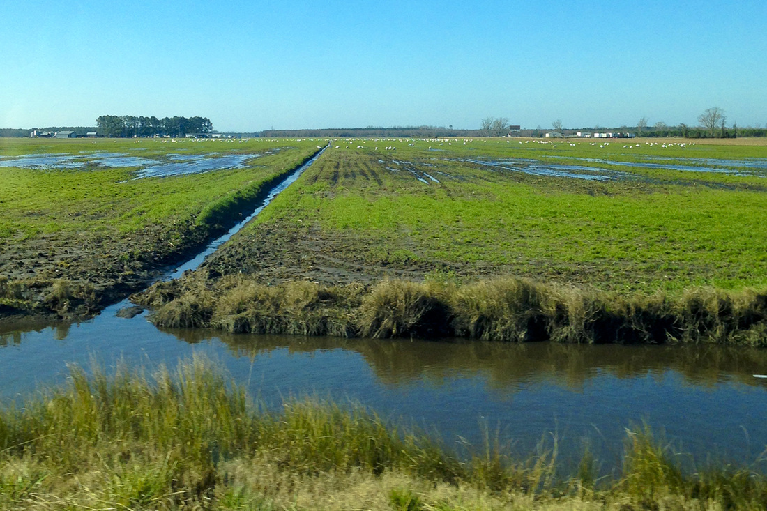 Soggy farmland of the Albemarle-Pamlico Peninsula, NC. Tundra swans in the background. By Calm Cradle Photo & Design