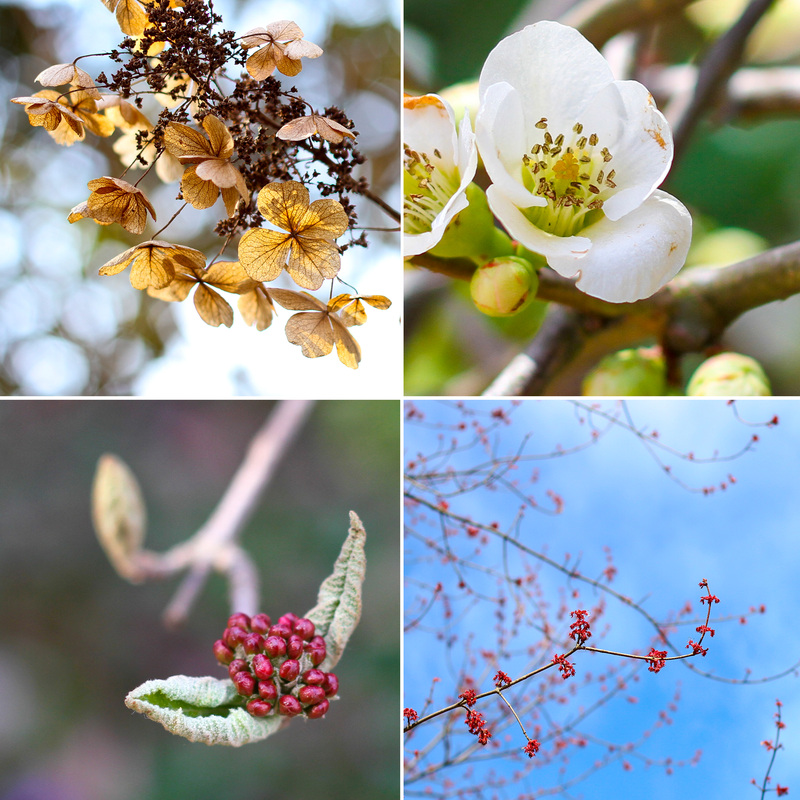 Early spring blooms at the University of Virginia (UVA) gardens. Charlottesville, Virginia. Calm Cradle Photo & Design