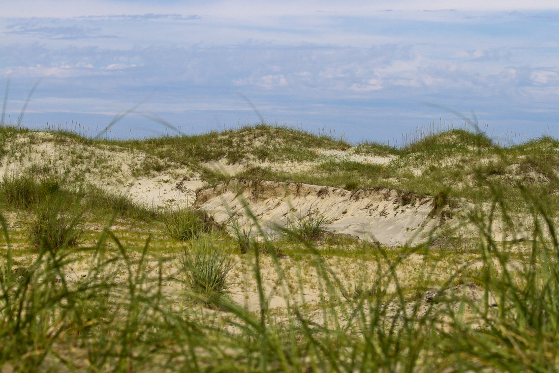 Sand dunes with sea oats. Currituck Banks, Outer Banks, North Carolina (NC). By Calm Cradle Photo & Design