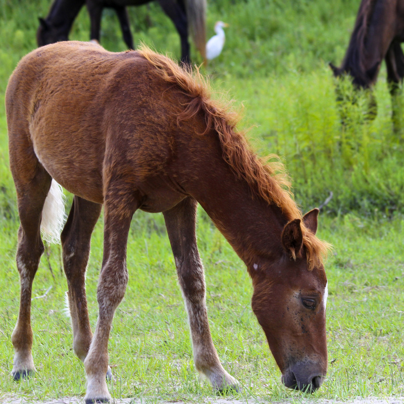 Wild Spanish mustang colt. Horses. Corolla, Curritick Banks, Outer Banks, North Carolina (NC). By Calm Cradle Photo & Design