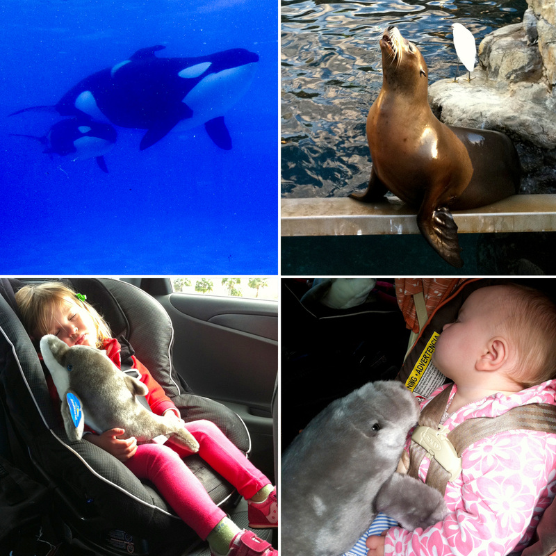 Orcas, sea lion and sleeping girls. SeaWorld, Orlando, Florida. Calm Cradle Photo & Design