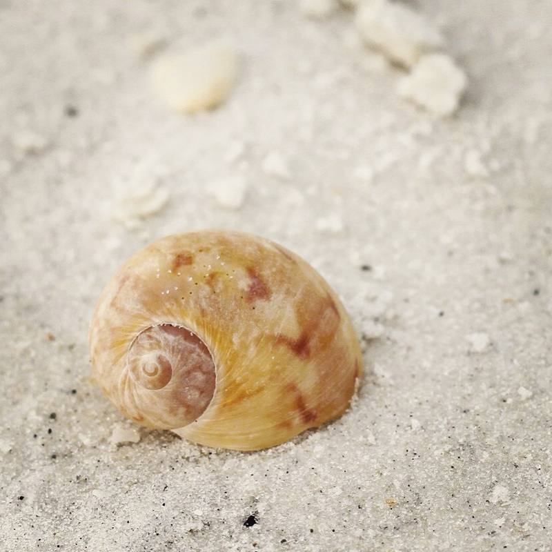Seashell. Fort Myers, Florida. By Calm Cradle Photo & Design