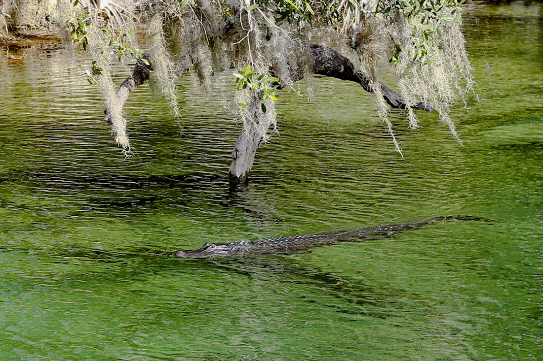 Alligator.  Blue Spring State Park. Orange City, Florida. Calm Cradle Photo & Design