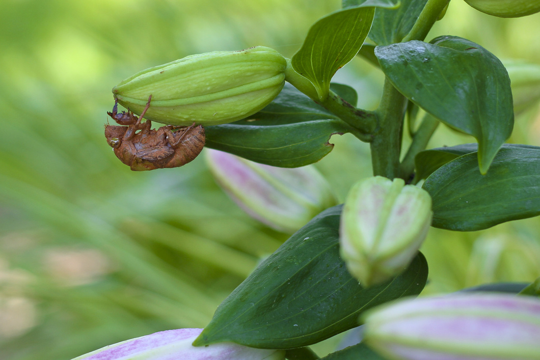 Cicada shell on lily. Calm Cradle Photo & Design