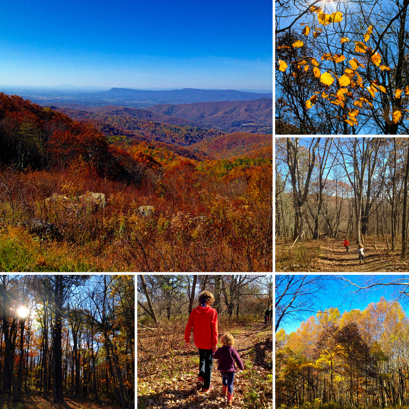 Fall foliage. Shenandoah National Park, Virginia. By Calm Cradle Photo & Design