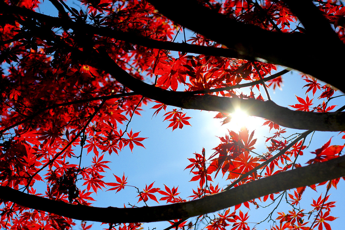 Japanese maple in red. Calm Cradle Photo & Design