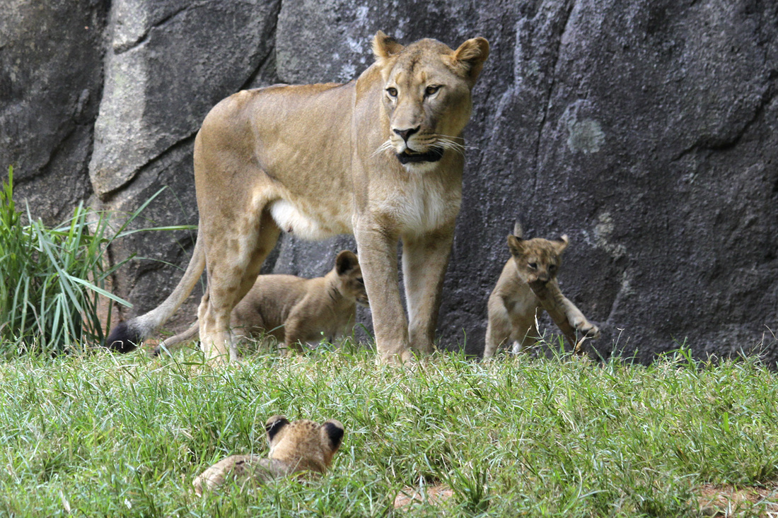 Lion cubs at the North Carolina Zoo. Photography by Calm Cradle Photo & Design