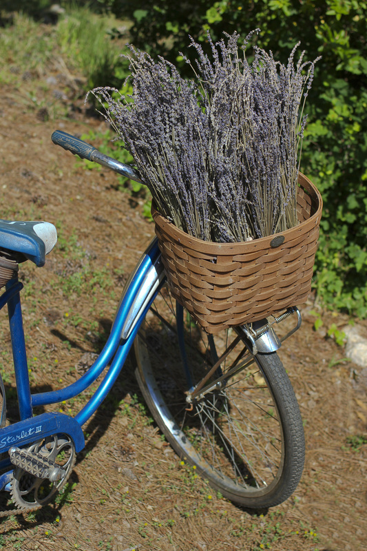 Bicycle basket filled with lavender. Calm Cradle Photo & Design