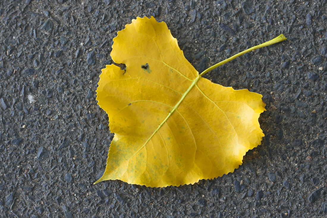 First sign of fall: yellow leaf on the Lake Calhoun path. Minneapolis, Minnesota (MN). By Calm Cradle Photo & Design