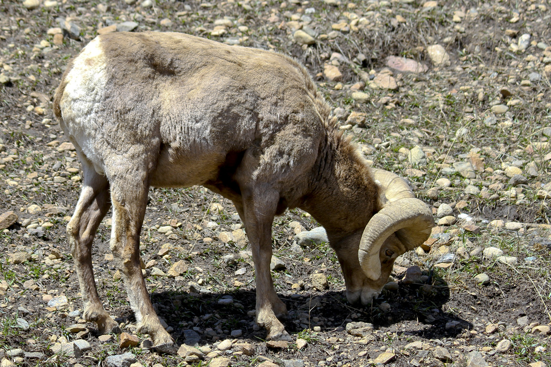 Bighorn sheep. Colorado Rocky Mountains. Calm Cradle Photo & Design