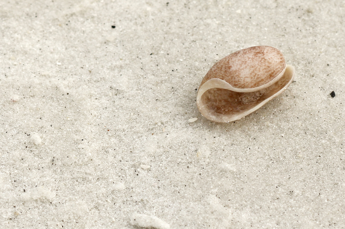 Shelling at Fort Myers Beach, Florida. By Calm Cradle Photo & Design