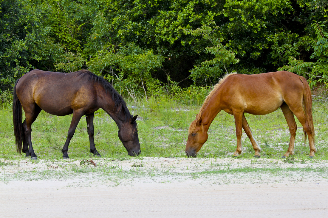 Wild Spanish mustangs (horses). Corolla, Curritick Banks, Outer Banks, North Carolina (NC). By Calm Cradle Photo & Design