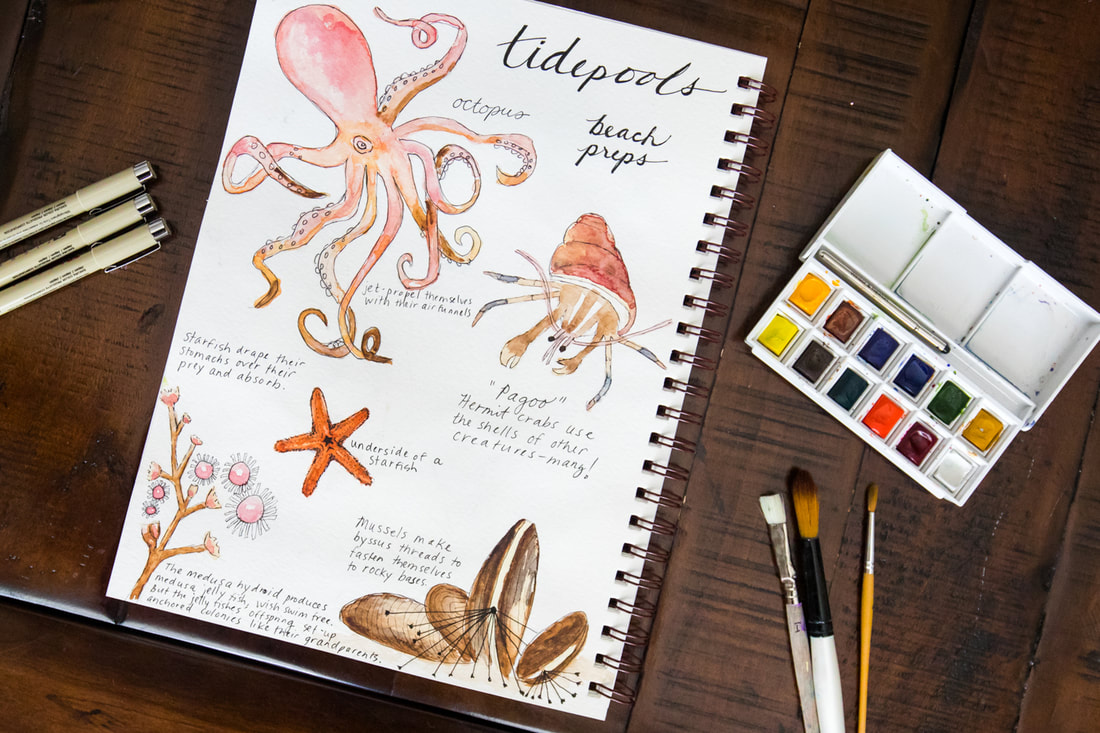 Nature journal page: tidepools. By Calm Cradle Photo & Design