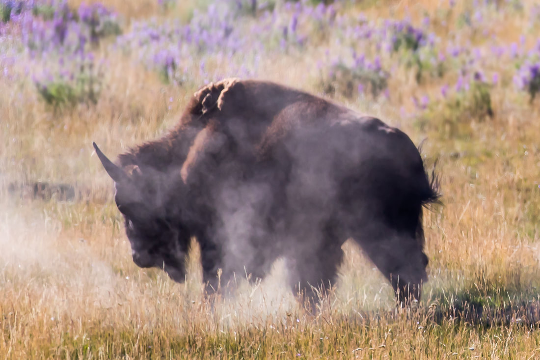 American bison. Yellowstone, Wyoming. By Calm Cradle Photo & Design