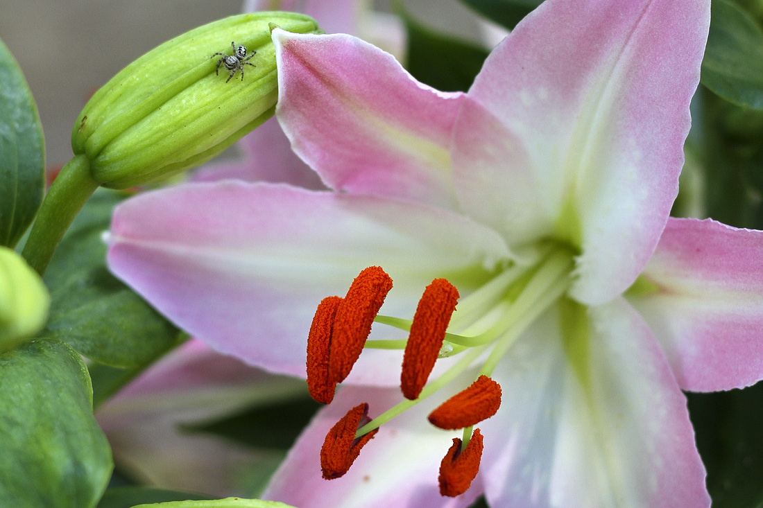 Asiatic lily with spider. Pink, white, orange and green. Calm Cradle Photo & Design