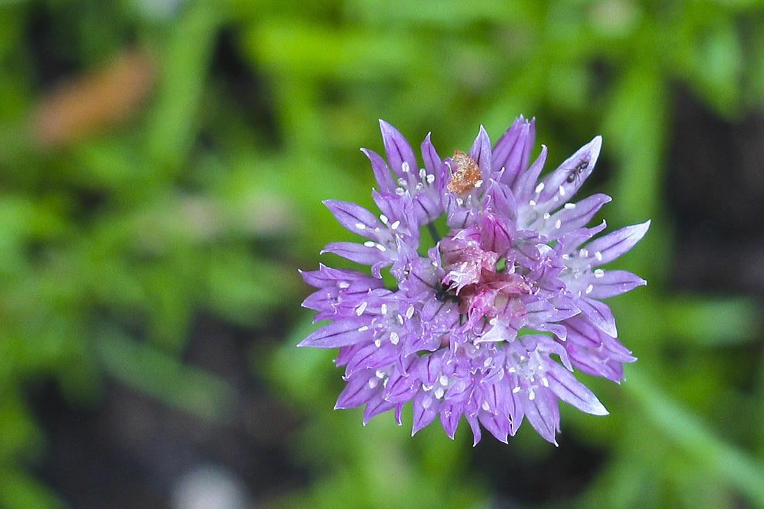 Chives (purple flower). Calm Cradle Photo & Design