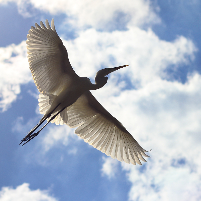 Egret in flight. Nesting egrets at Kraft Azalea Garden. Winter Park, Florida. Calm Cradle Photo & Design