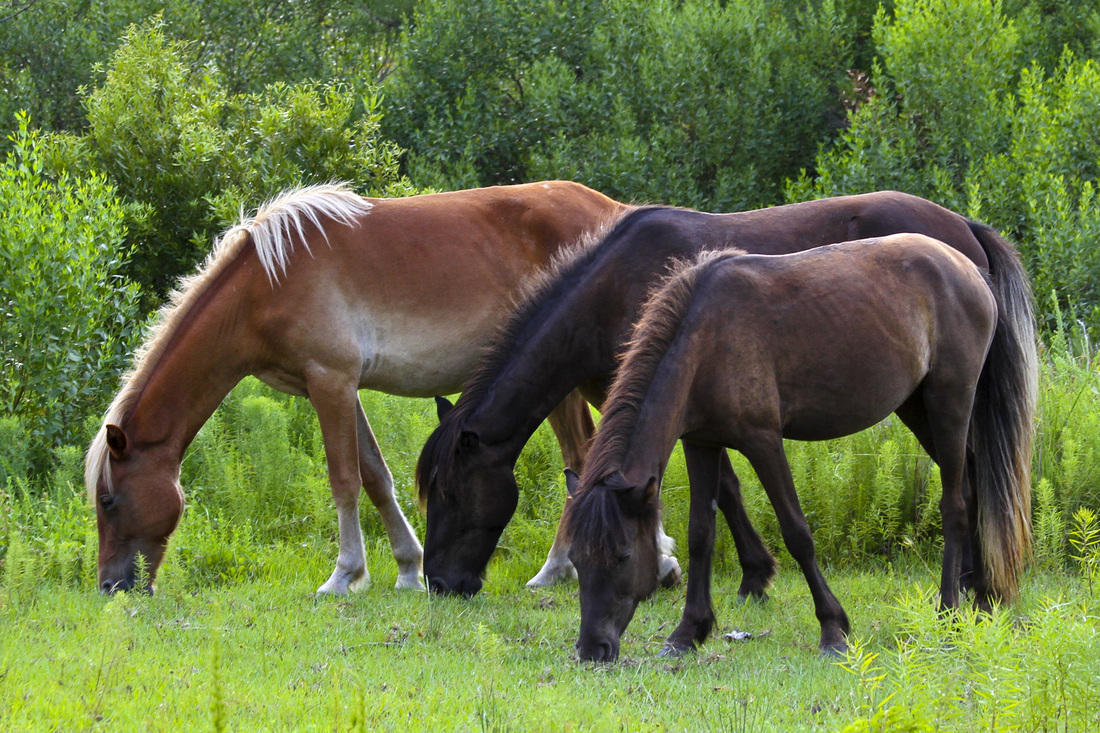 Wild Spanish mustangs (horses). Corolla, Curritick Banks, Outer Banks, North Carolina (NC). By Calm Cradle Photo & Design
