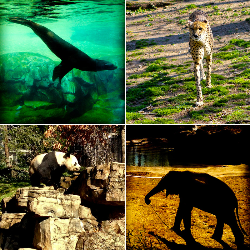 Sea lion, cheetah, panda and elephant. Smithsonian National Zoo. Washington, DC. Calm Cradle Photo & Design