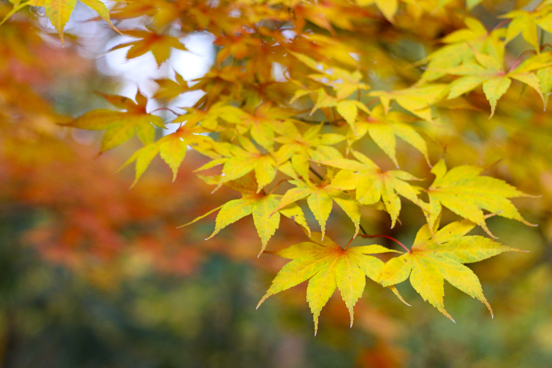 Japanese maple in fall. Blue Ridge Mountains. Calm Cradle Photo & Design