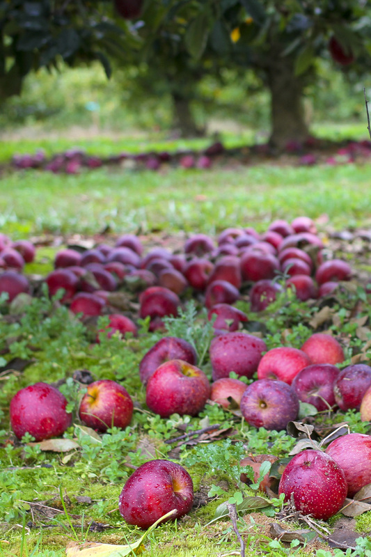 Red apples in a green orchard. Hendersonville, NC. (Stepp's Hillside Orchard) By Calm Cradle Photo & Design