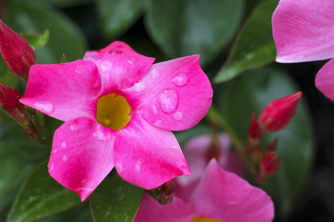 Pink and yellow Mandevilla with raindrops. Calm Cradle Photo & Design