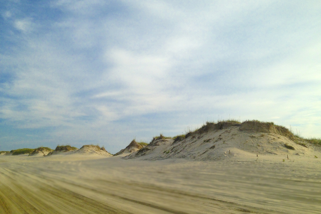 Sand dunes with sea oats. Corolla, Currituck Banks, Outer Banks, North Carolina (NC). By Calm Cradle Photo & Design
