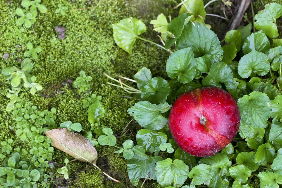 Red apple against green foliage. By Calm Cradle Photo & Design