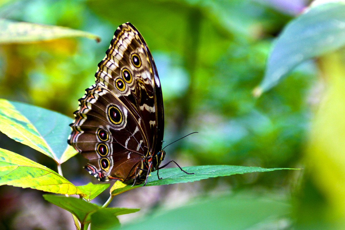 Blue morpho butterfly with seven spots against green foliage. Calm Cradle Photo & Design