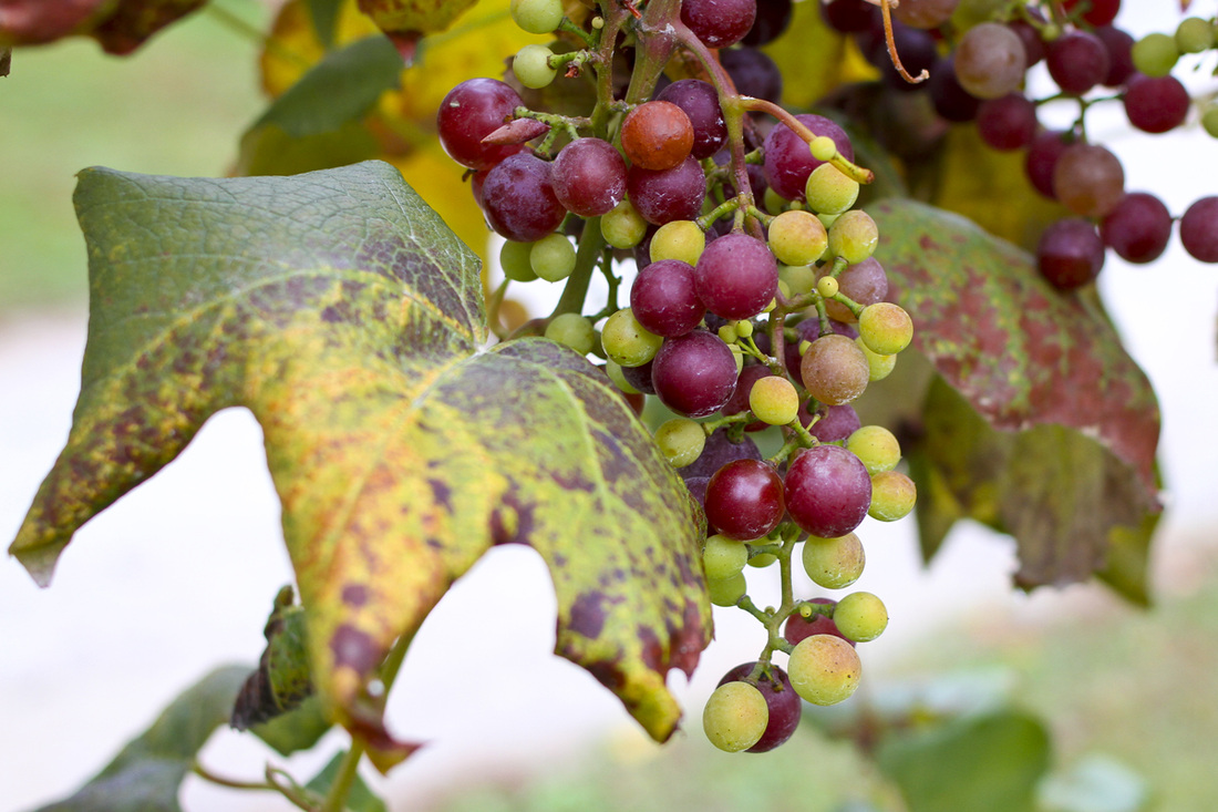 Green and purple grapes on the vine. Hendersonville, NC. (Stepp's Hillside Orchard) By Calm Cradle Photo & Design