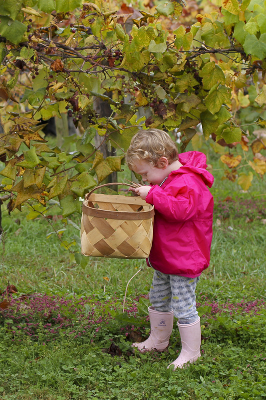 Toddler amongst the grapevines. Hendersonville, NC. (Stepp's Hillside Orchard) By Calm Cradle Photo & Design