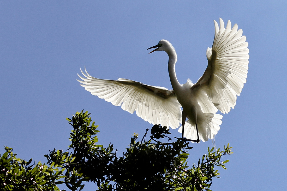 Egret landing. Kraft Azalea Garden. Winter Park, Florida. Calm Cradle Photo & Design