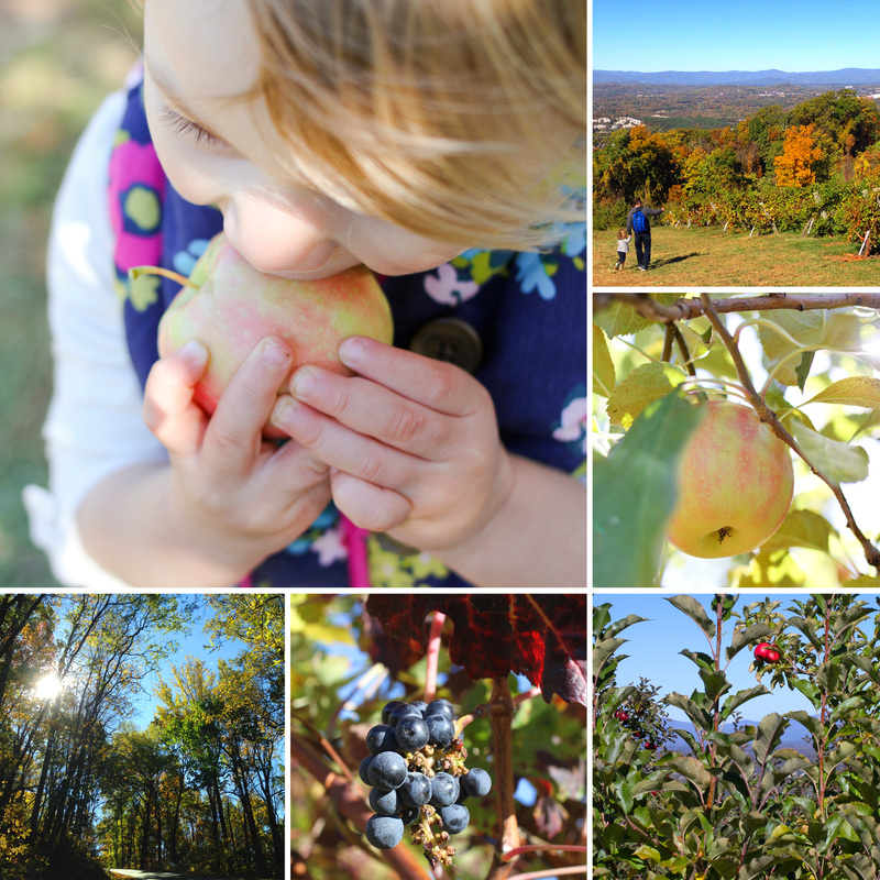 Apple picking at Carter Mountain Orchard. Charlottesville, Virginia. By Calm Cradle Photo & Design
