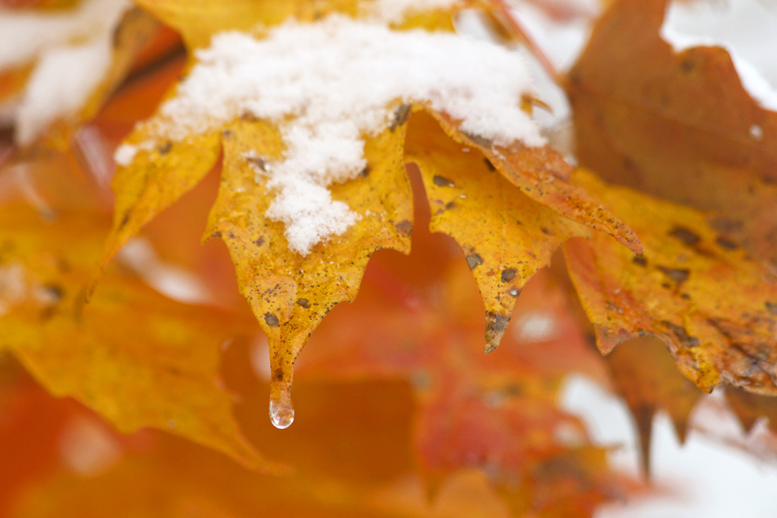 Fall meets winter in Asheville, NC. Orange maple covered in snow. By Calm Cradle Photo & Design