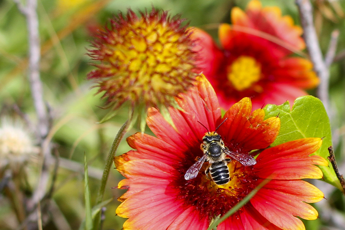 Bee on red and yellow blanket flowers on the dunes. Corolla, Outer Banks, NC. By Calm Cradle Photo & Design
