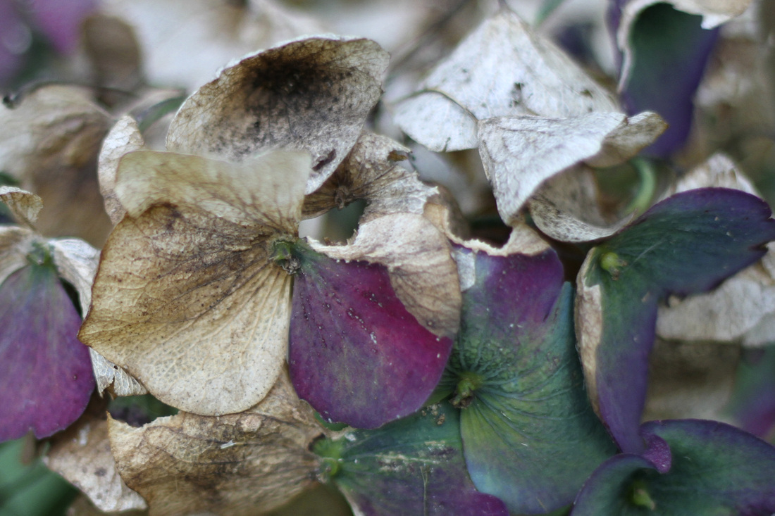 Hydrangea in fall. Calm Cradle Photo & Design