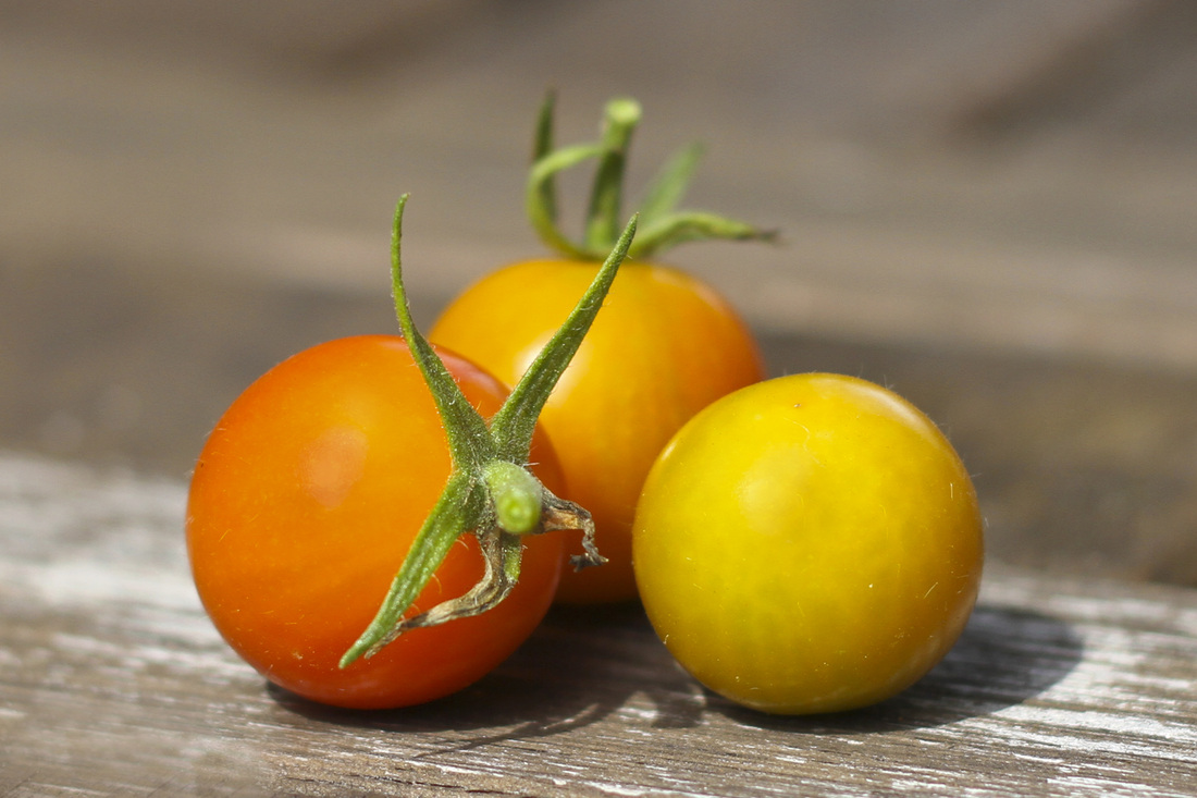 Cherry tomatoes. Calm Cradle Photo & Design
