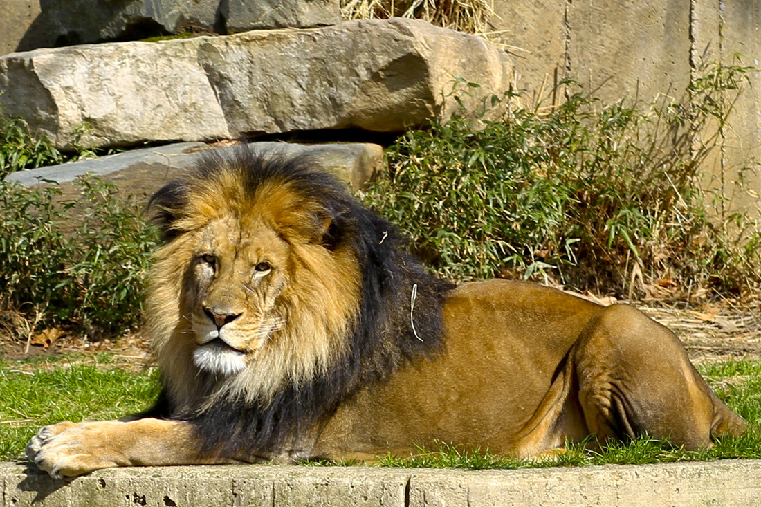 Lion. Smithsonian National Zoo. Washington, DC. Calm Cradle Photo & Design