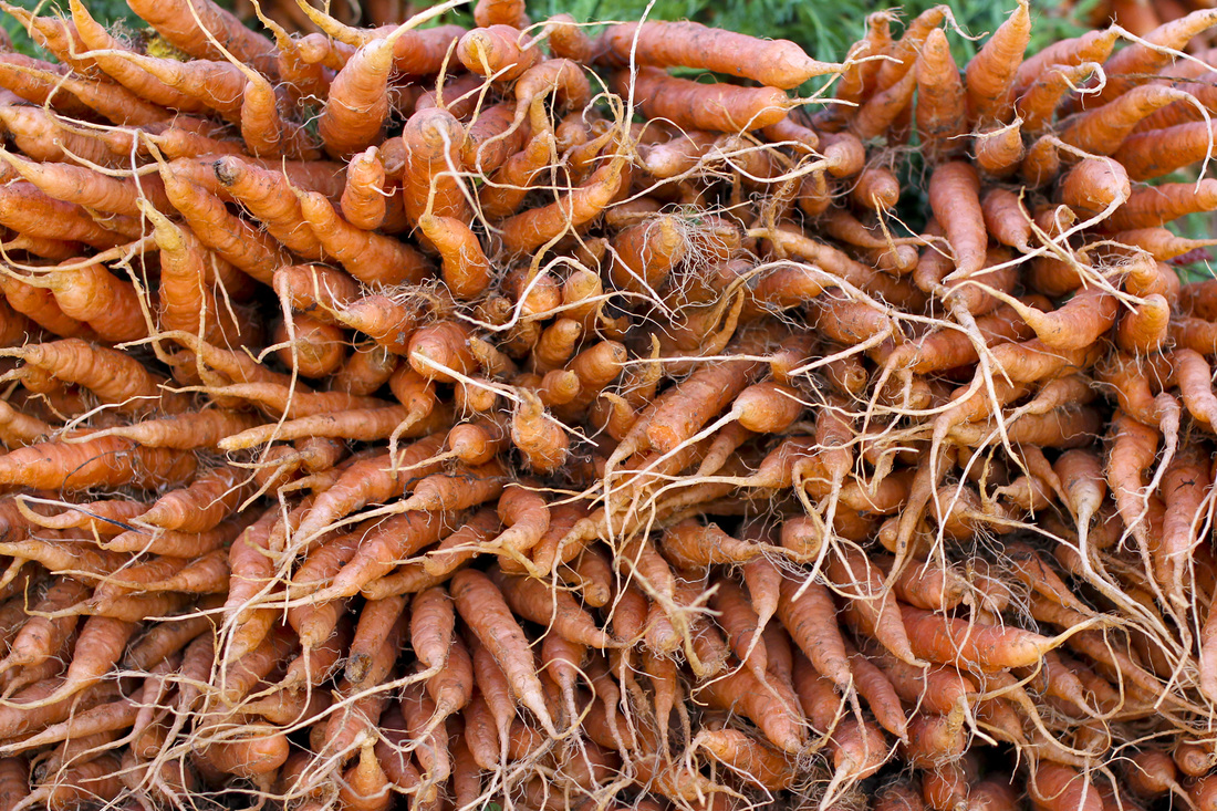 Carrots at the Boulder Farmers' Market. Boulder, Colorado. Calm Cradle Photo & Design