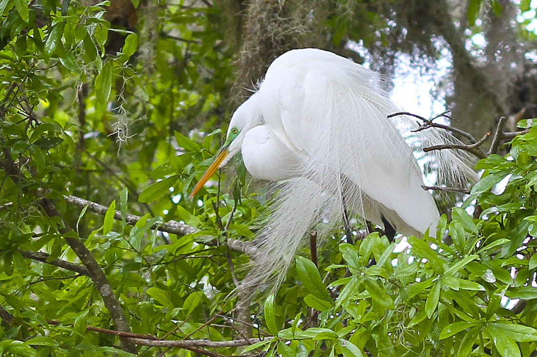 Nesting egret with green mask and white plumage. Kraft Azalea Garden. Winter Park, Florida. Calm Cradle Photo & Design