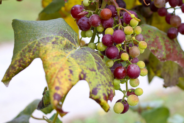 Green and purple grapes on the vine. Hendersonville, NC. By Calm Cradle Photo & Design