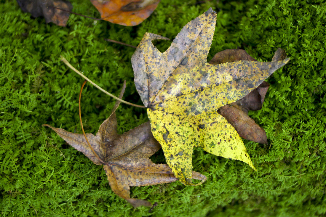 Fall leaves on moss. Wetrock Farm, Durham, NC. Photography by Calm Cradle Photo & Design