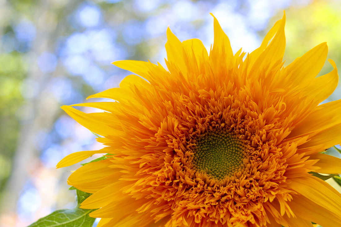 Yellow sunflower with fringe. By Calm Cradle Photo & Design